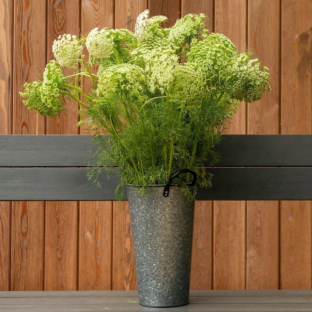 Ammi visnaga | Bishops Weed