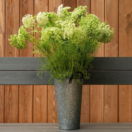 Visnaga daucoides | Bishops Weed (syn. Ammi visnaga) |