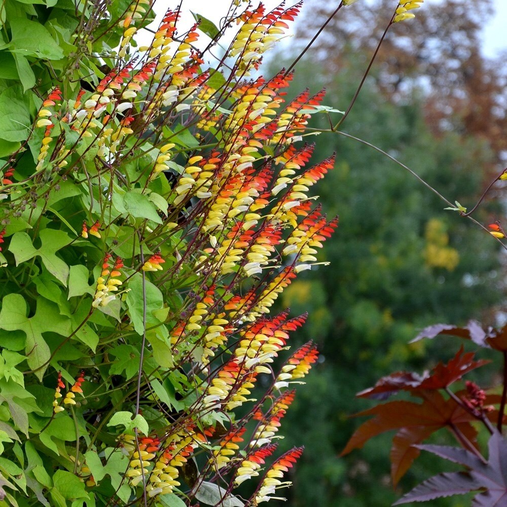Ipomoea lobata | Spanish Flag
