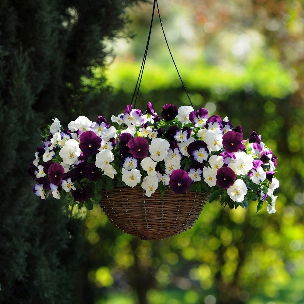 Berries & Cream Easyplanter