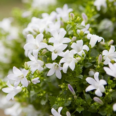 Campanula portenschlagiana Ambella White | Dalmatian Bellflower