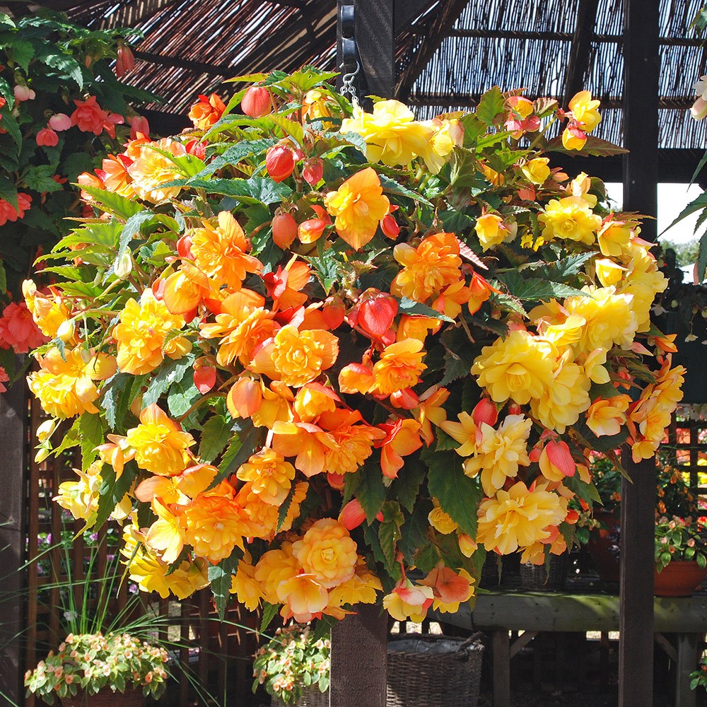 Begonia Super Cascade Apricot Shades Mix