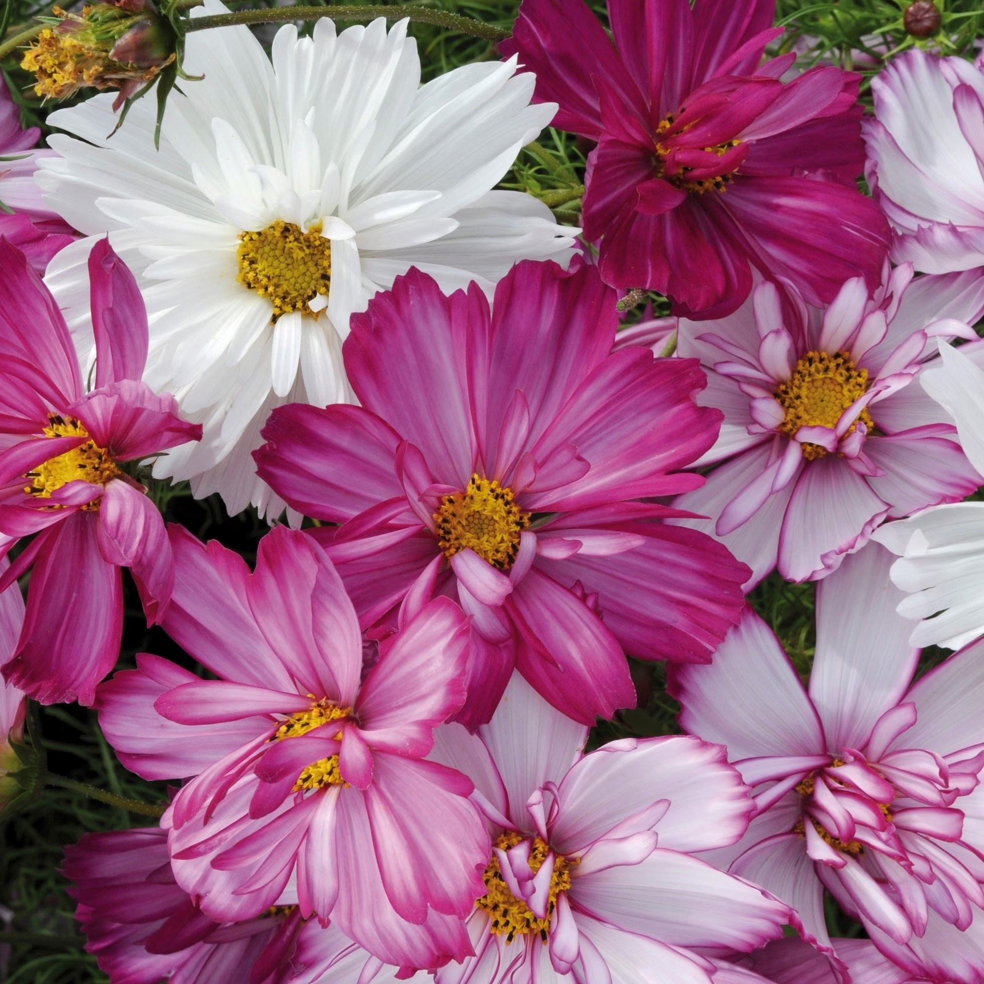 Cosmos Razzmatazz Series