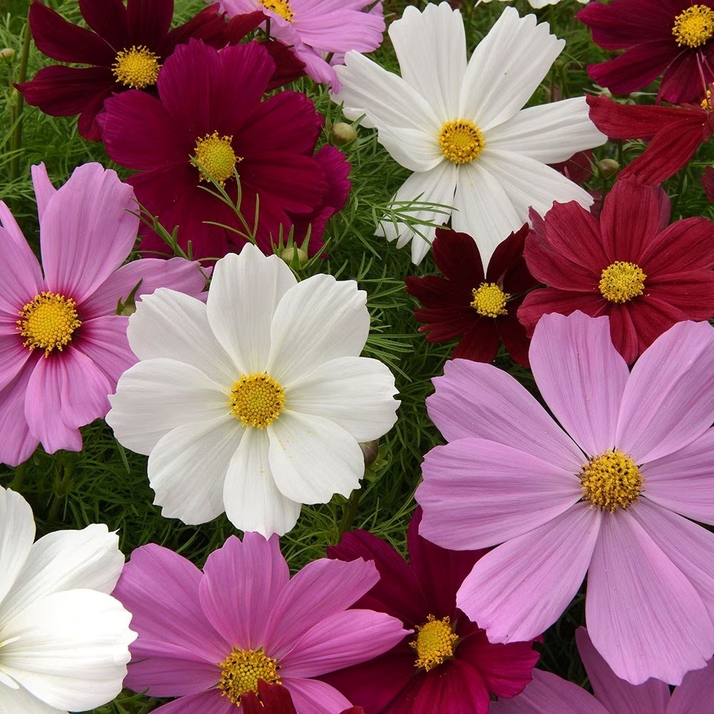 Cosmos Bipinnatus Sonata Hot Pink Mixed