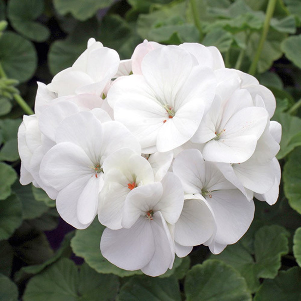 Geranium White | Geranium