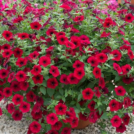 Petunia Tidal Wave Red Velour