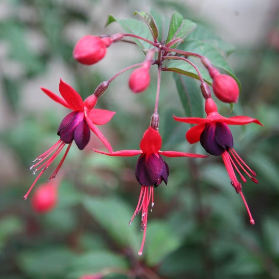 Fuchsia Mrs Popple | Hardy Fuchsia
