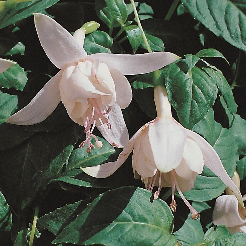 Fuchsia Happy Wedding Day | Trailing Fuchsia