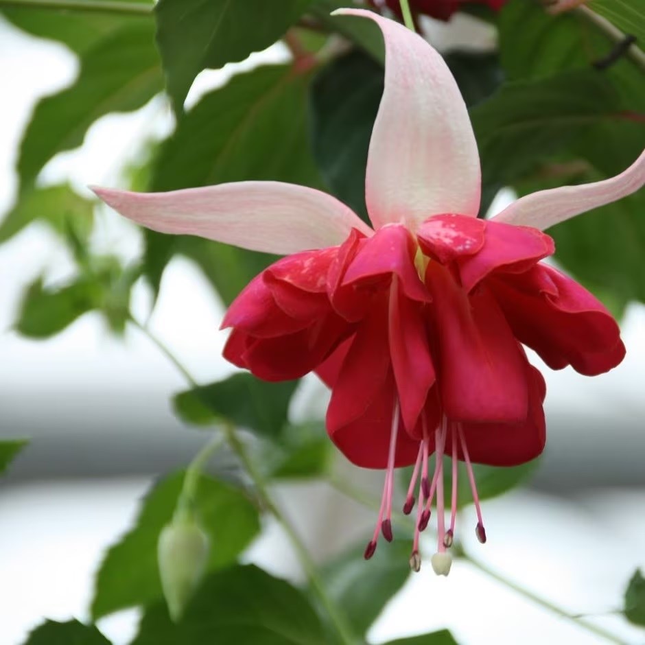 Fuchsia Seventh Heaven | Trailing Fuchsia