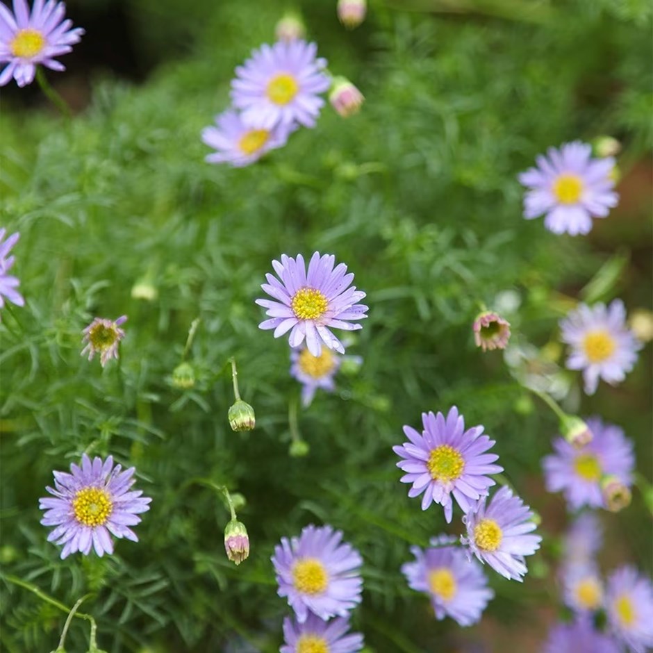 Brachyscome Royal Blue | Brachyscome