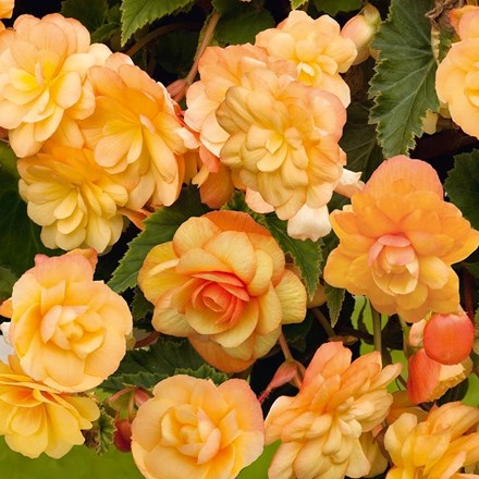 Begonia Illumination Apricot