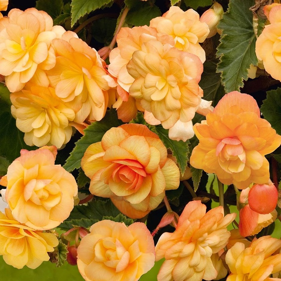 Begonia Illumination Apricot