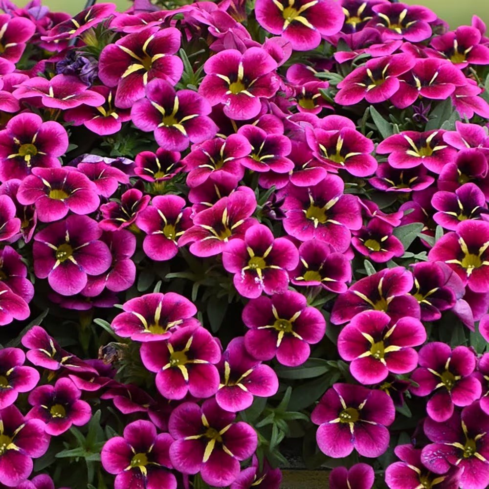 Calibrachoa Cabaret Goodnight Kiss | Mini Petunia Or Million Bells