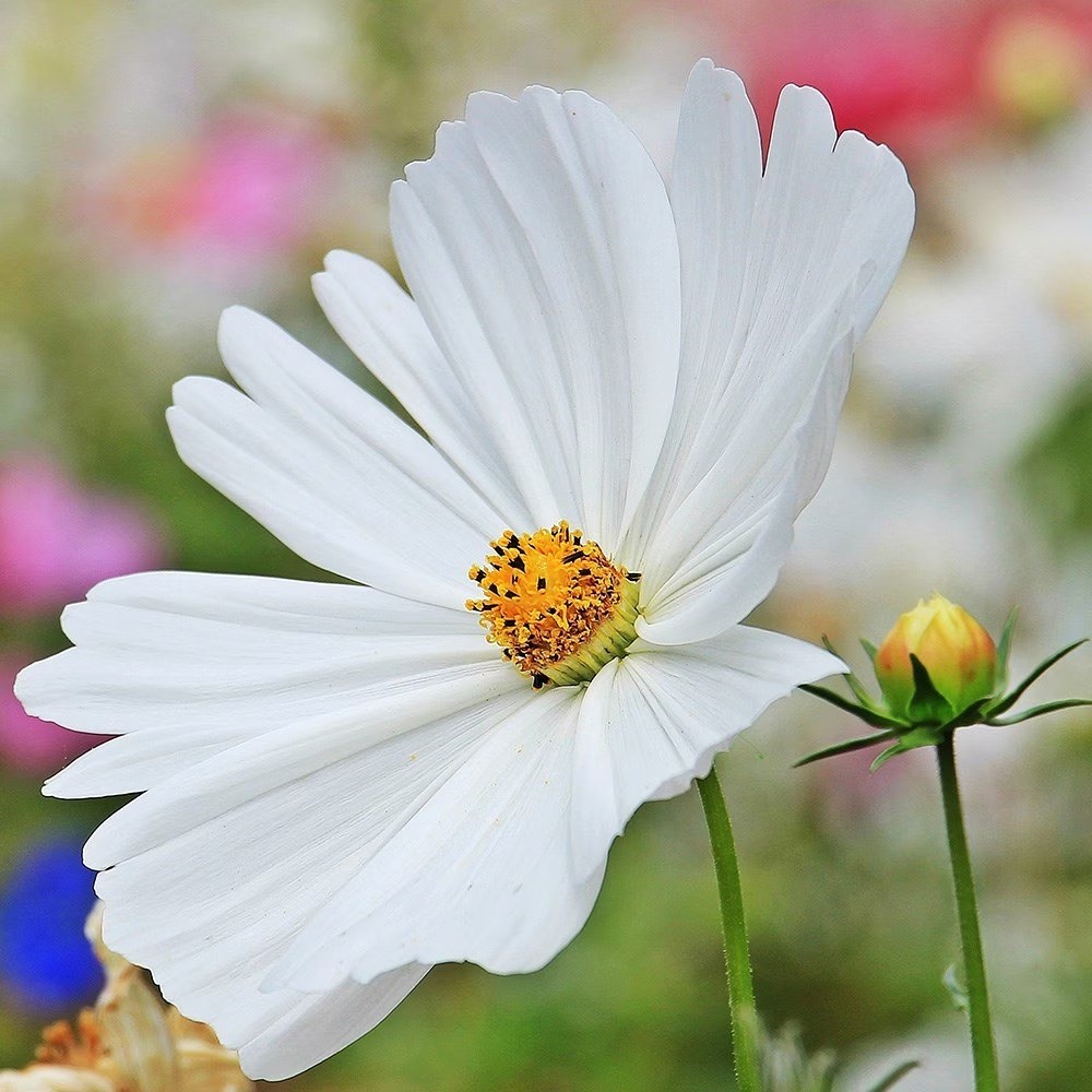 Cosmos Bipinnatus Sonata White