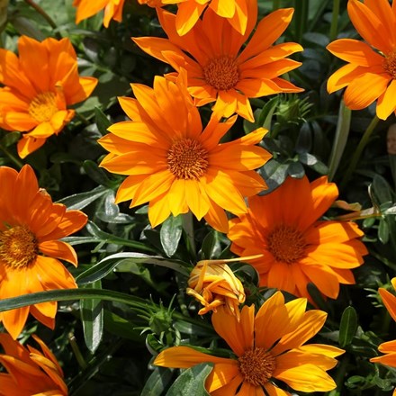 Gazania 'Daybreak Bright Orange' (Daybreak Series) | Treasure Flower