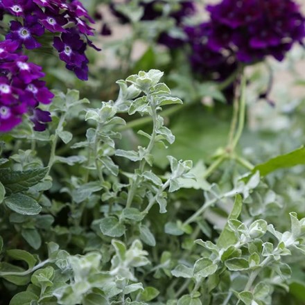 Helichrysum Silver Mist | Helichrysum