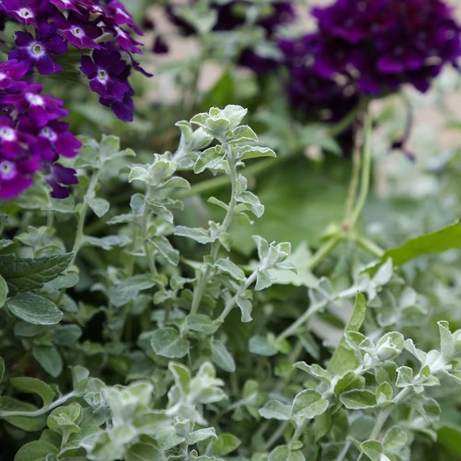 Helichrysum Silver Mist | Helichrysum