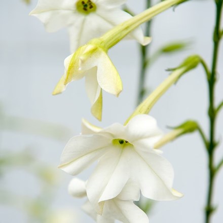 Nicotiana alata | Tobacco Plant