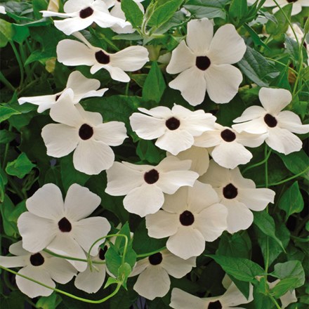 Thunbergia Alata Susie White Black Eye | Black-eyed Susan Vine