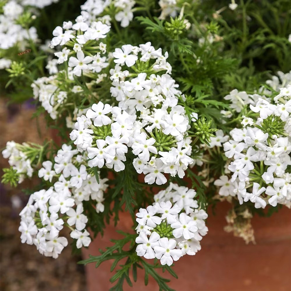 Verbena Enchantment White