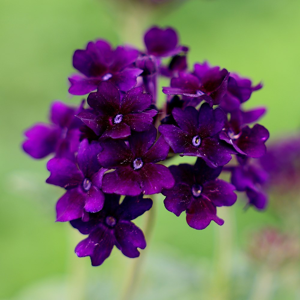 Verbena Showboat Midnight