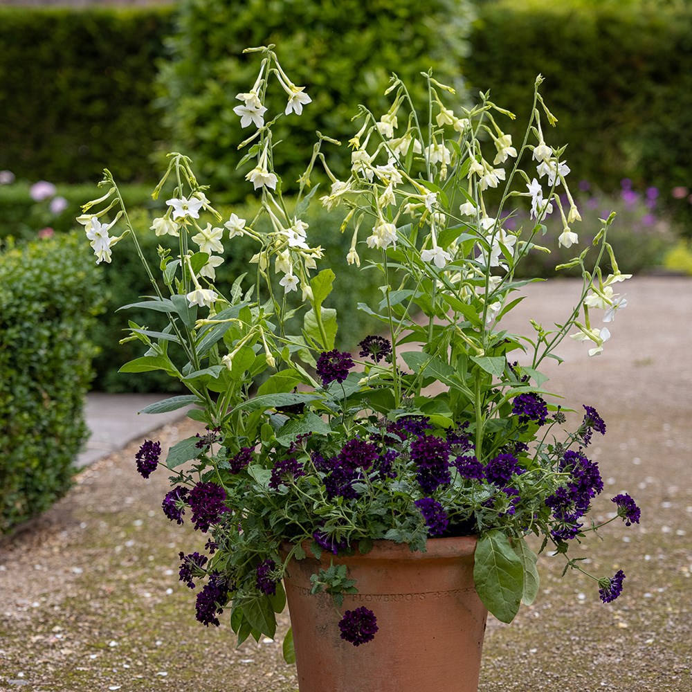 Verbena Showboat Midnight