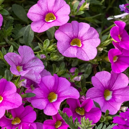 Calibrachoa Cabaret Early Pink