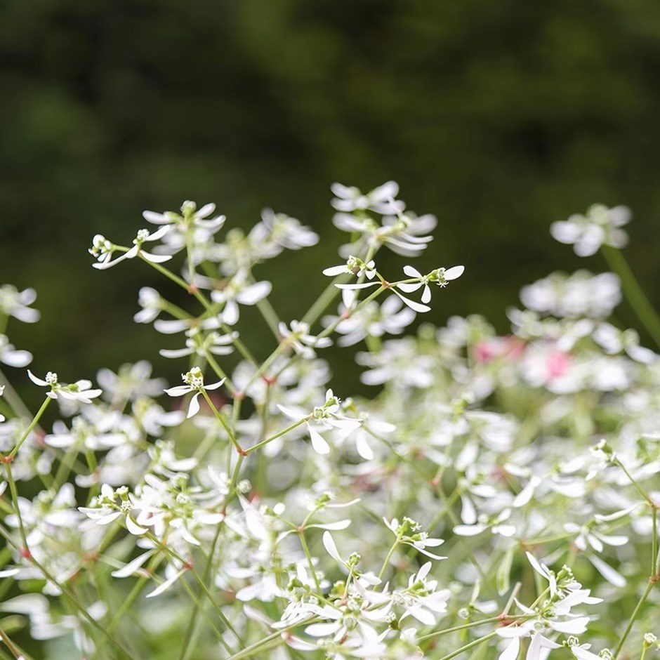 Euphorbia graminea Glamour | Spurge