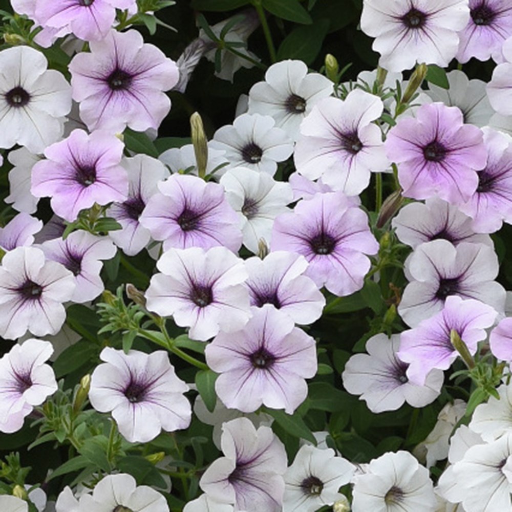 Petunia Tidal Wave Silver