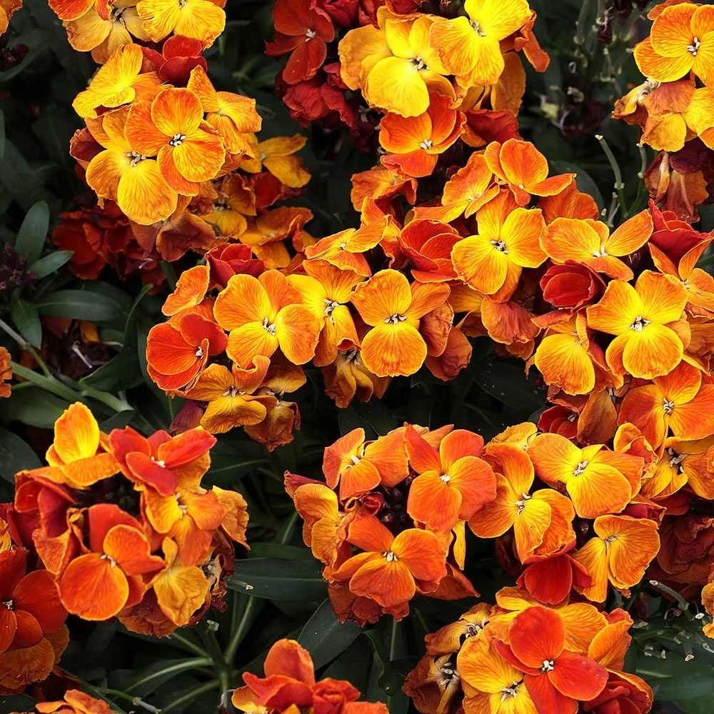 Wallflower Sugar Rush Orange | Erysimum