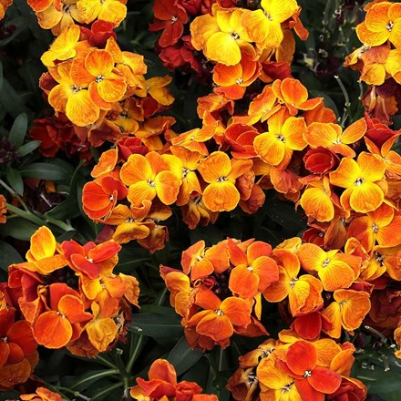 Erysimum Sugar Rush Orange | Wallflower