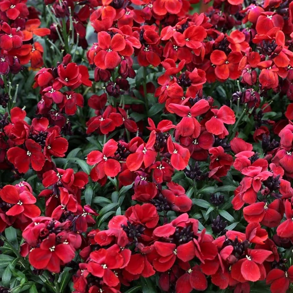 Wallflower Sugar Rush Red | Erysimum