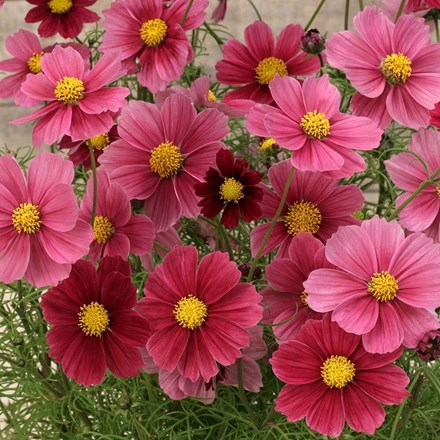 Cosmos Antiquity