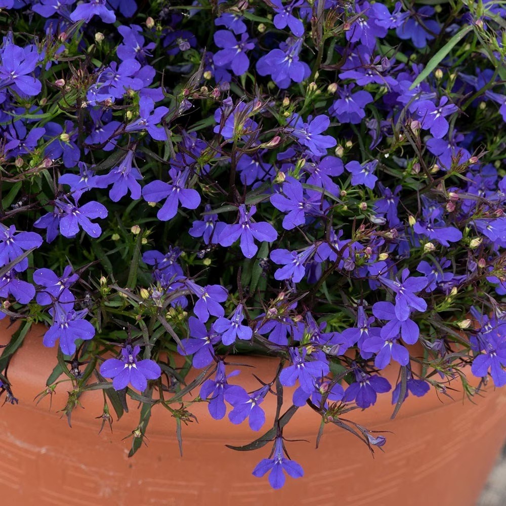 Lobelia Crystal Palace | Lobelia