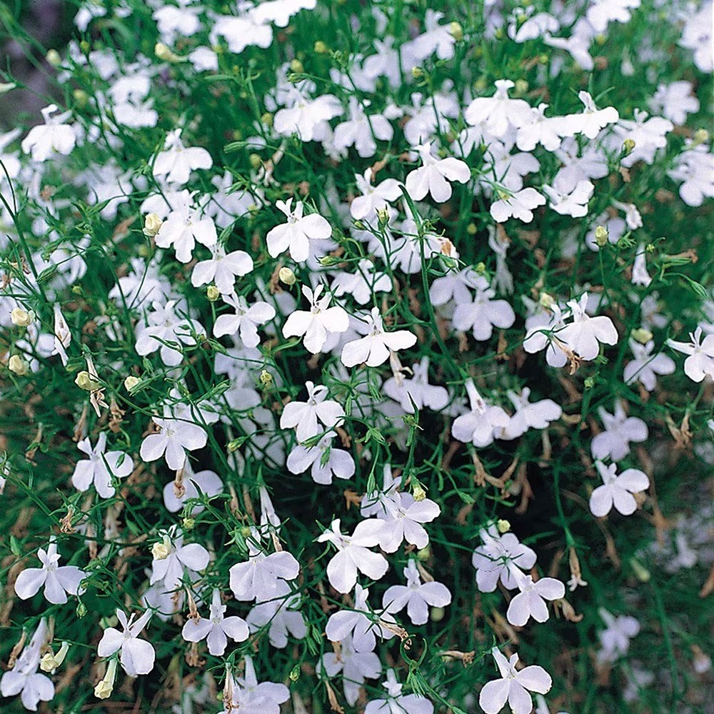 Lobelia Fountain White | Lobelia
