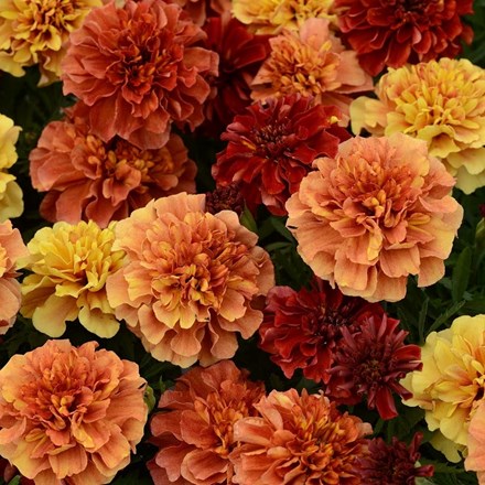 Tagetes Strawberry Blonde | French Marigold