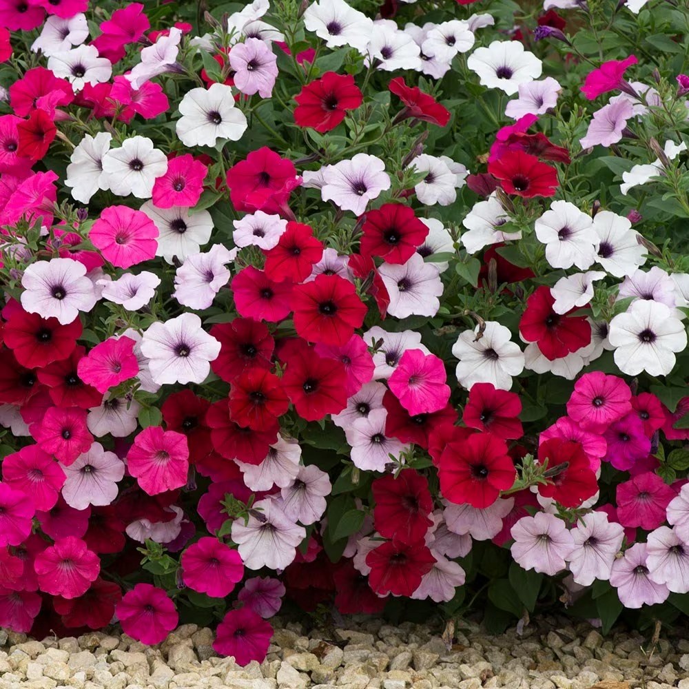 Petunia Tidal Wave Mix
