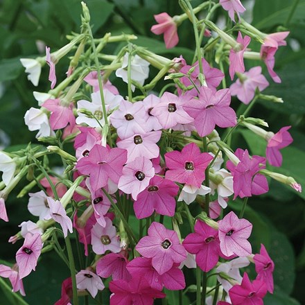 Nicotiana 'Whisper Mixed F1' | Tobacco Plant | approx 70 seeds
