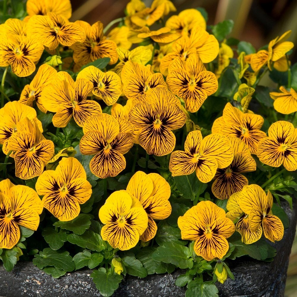Viola Tiger Eyes | Viola
