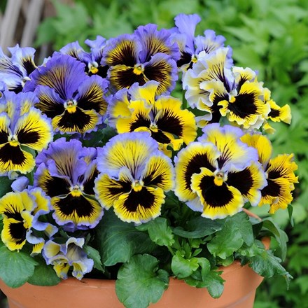 Viola Frizzle Sizzle Yellow Blue Swirl | Pansy