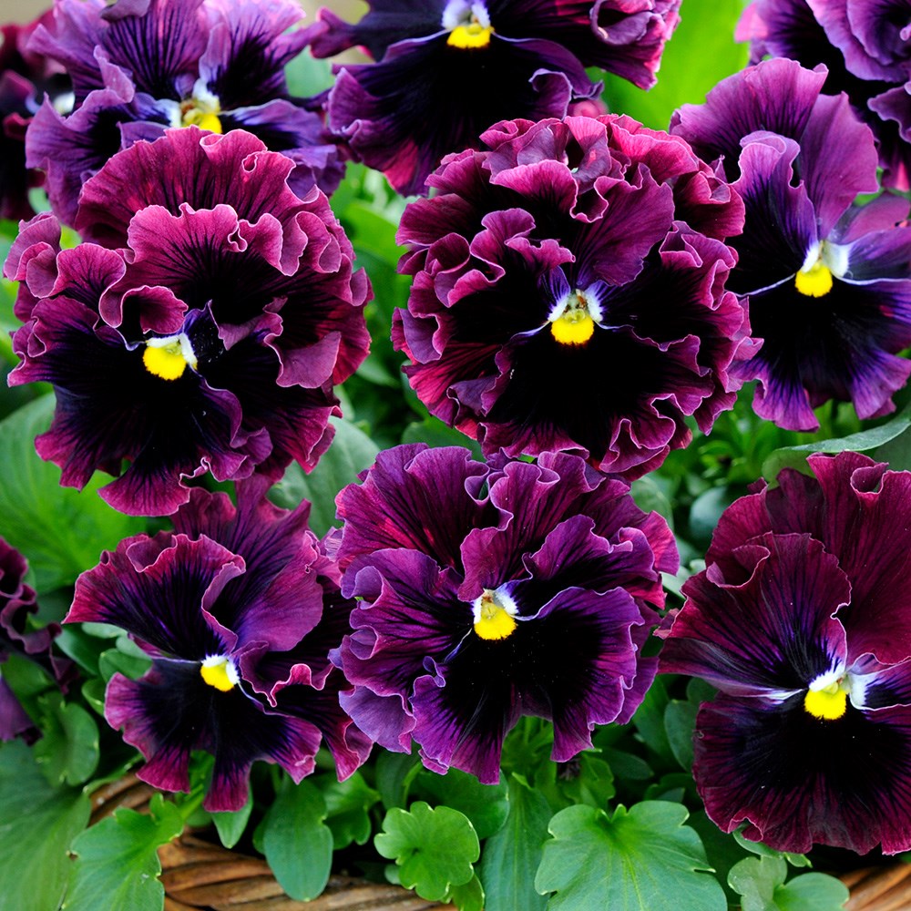Pansy Frizzle Sizzle Burgundy F1