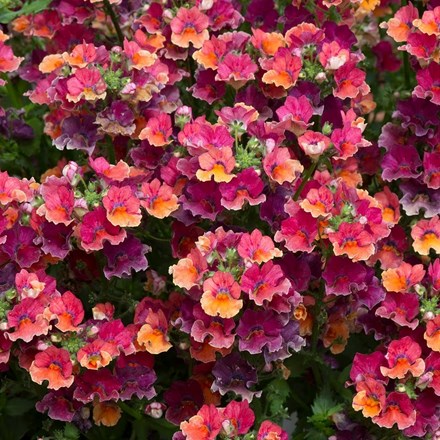 Nemesia Nesia Tropical