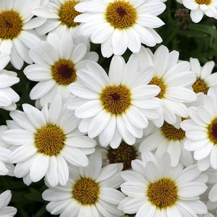Marguerite Grandaisy Ivory White | Argyranthemum