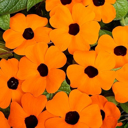 Thunbergia alata Orange Beauty | Black-eyed Susan Vine
