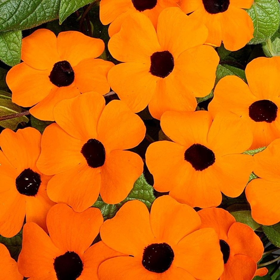 Thunbergia alata Orange Beauty | Black-eyed Susan Vine
