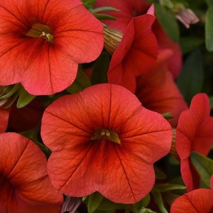 Calibrachoa Cabaret Early Orange | Million Bells