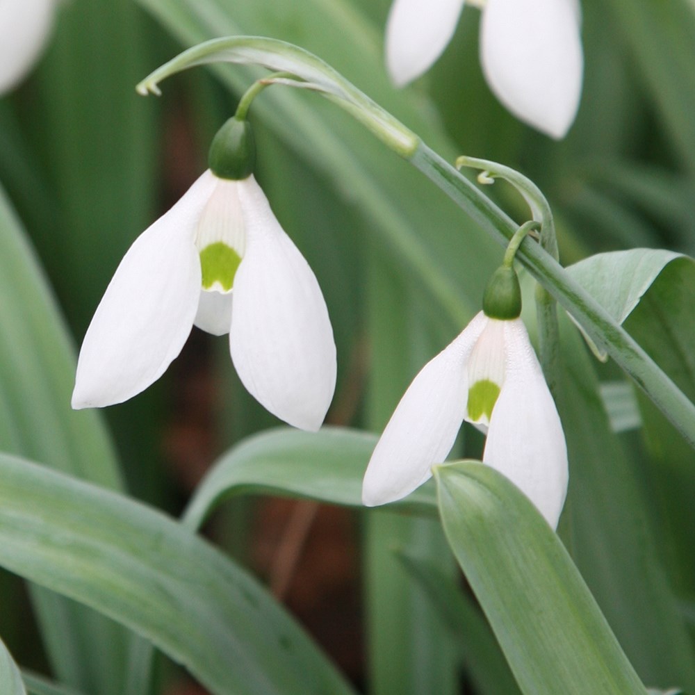Galanthus Elwesii | Snowdrop