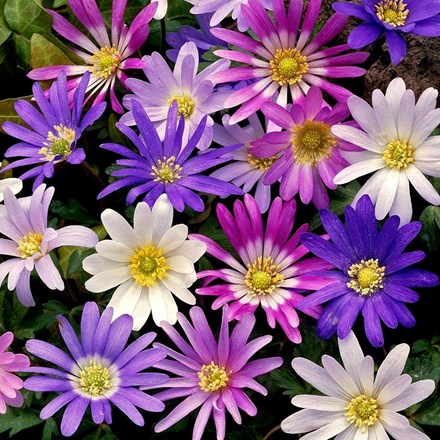 Anemone Blanda Mixed | Winter Windflower