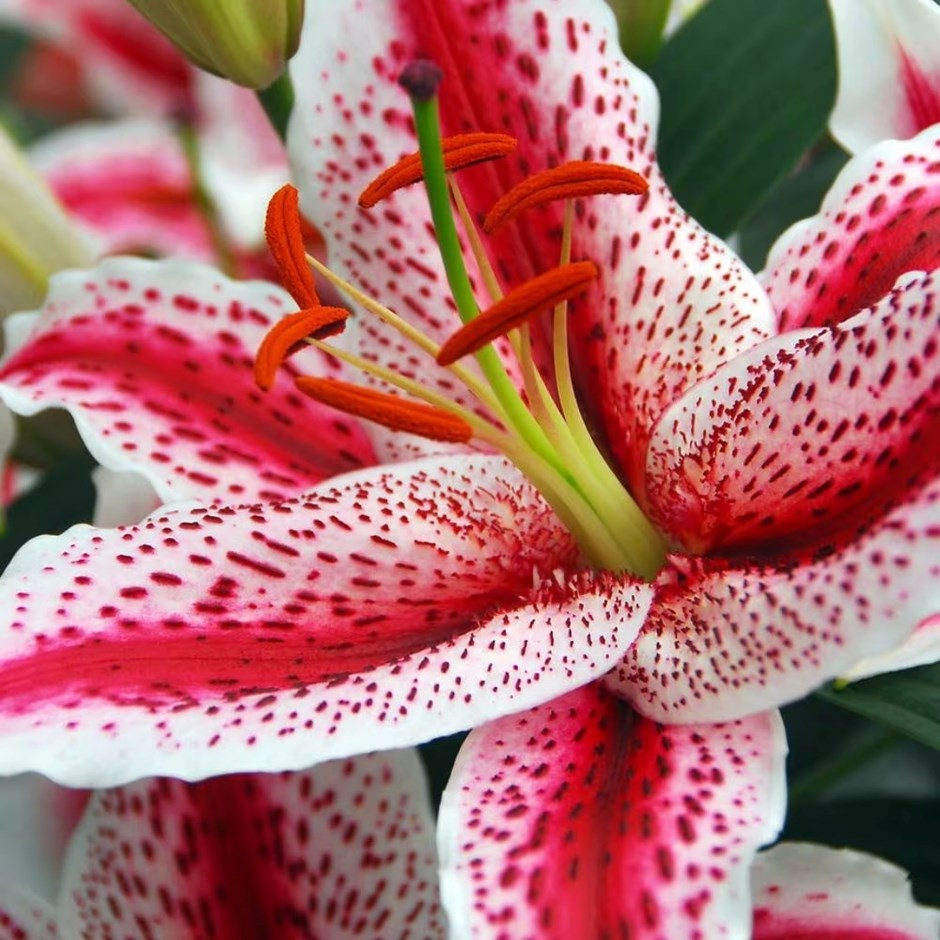 Lilium Tigerwoods | Oriental Lily