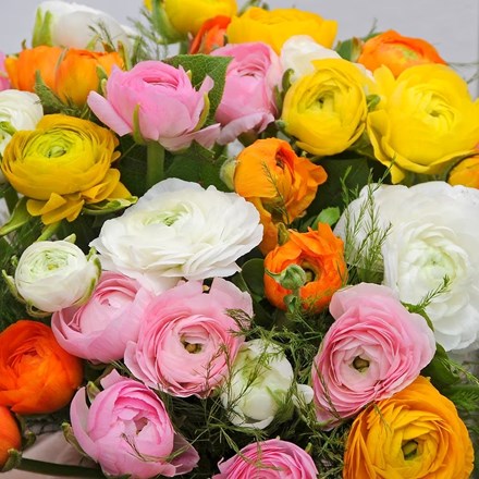 Ranunculus Paeony mixed | Ranunculus